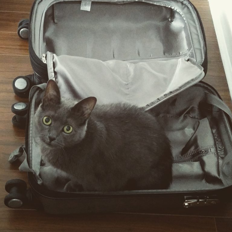 From Travel Go-Bag to Relocation Kit